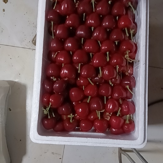大连美早
