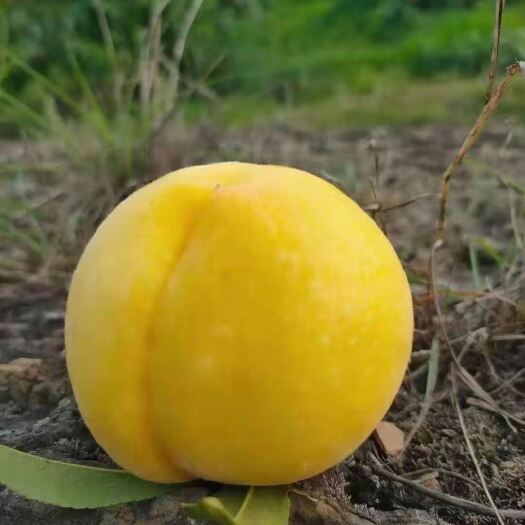 随州黄桃