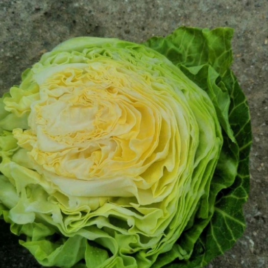 张北县圆包菜