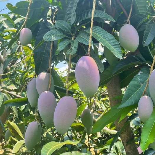 百色百色自己果园供应
