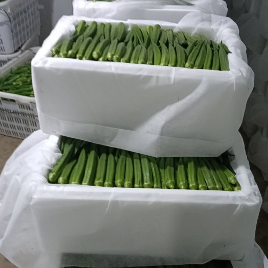 新鲜秋葵，黄秋葵