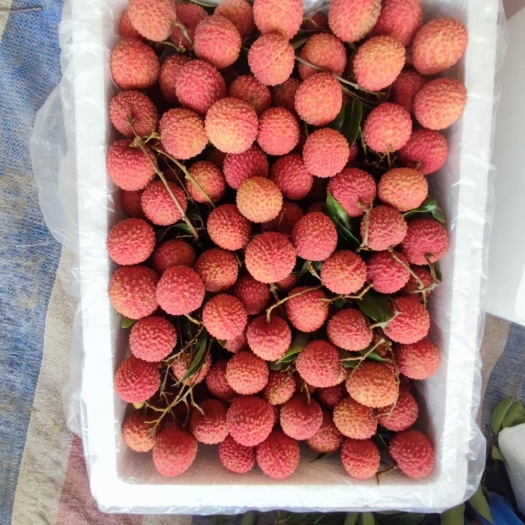廉江市桂味代发有便宜有贵视客户对品质价钱要求，只接每天五百单以上