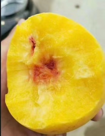 威县黄金蜜桃