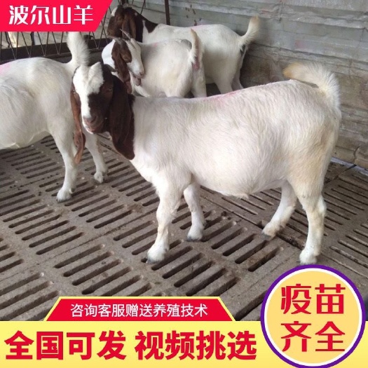 太和县纯种波尔山羊小羊羔活羊幼崽羊苗优质种公羊孕母羊大耳羊养殖直供