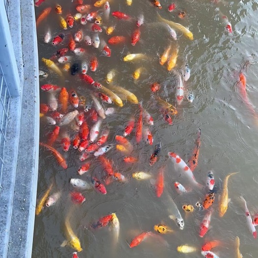 福州出售两斤左右的锦鲤，品质好