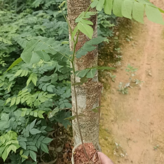 灵山县猴耳环苗