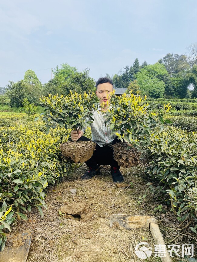 茶叶树苗木大桩头容器苗园林绿化景观庭院盆栽种植工程小苗