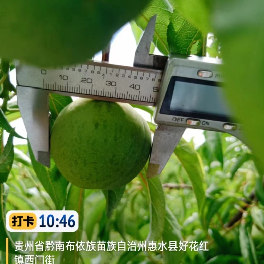 兴义市蜂糖李