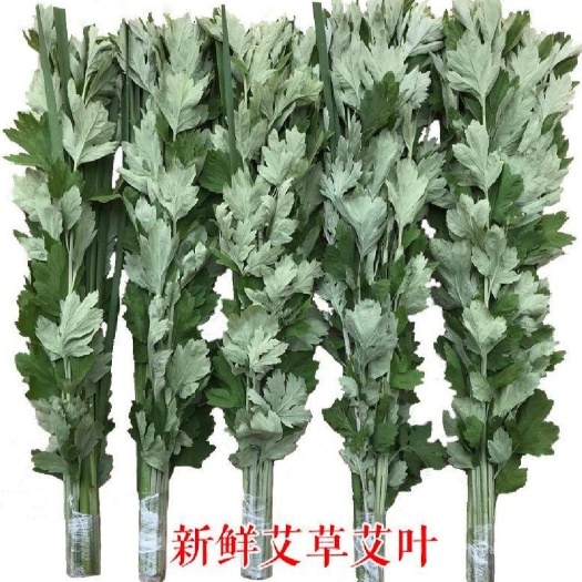 石首市鲜艾  端午艾草