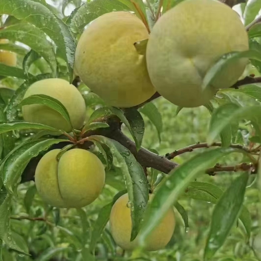 镇宁县蜂糖李
