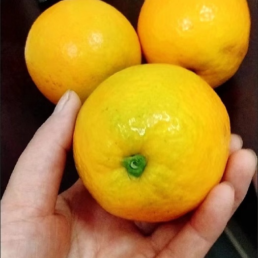 当阳市夏橙