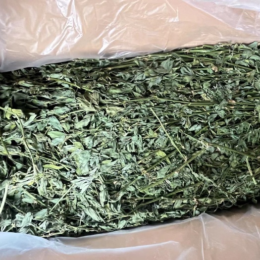 黄骅市苜蓿草烘干