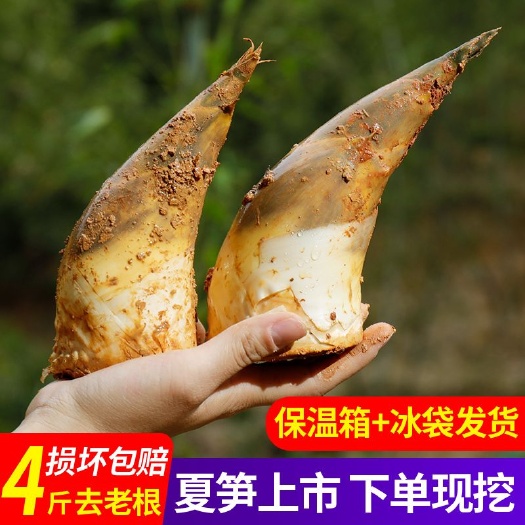 南安市馬蹄筍甜竹筍現(xiàn)挖基地直供口感脆甜肉質(zhì)鮮美實(shí)心筍