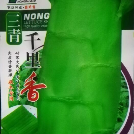 怀化尖叶香莴笋种子绿皮绿肉夏秋冬季大尖叶香莴笋清香味浓蔬菜种子