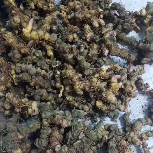 田林县广西鸡头姜形黄精