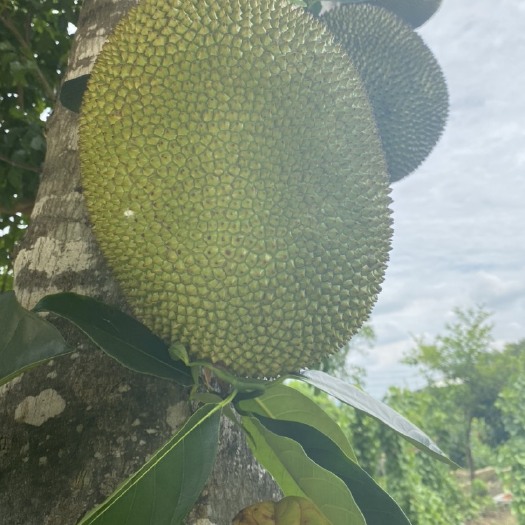 黄肉菠萝蜜、无胶菠萝蜜、马来一号。