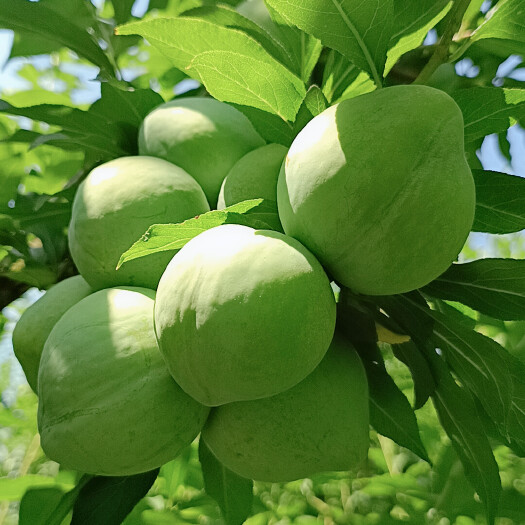 寻乌县奈李