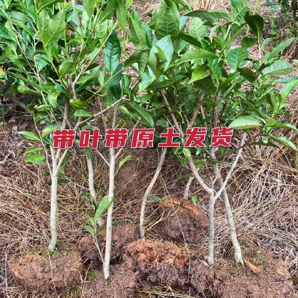 茶叶树苗木大桩头容器苗园林绿化景观庭院盆栽种植工程小苗