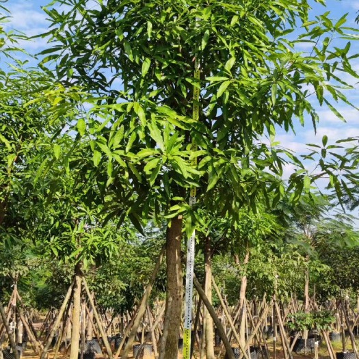 揭阳扁桃，12分骨架，4米3高，现货价格优势，基地直销