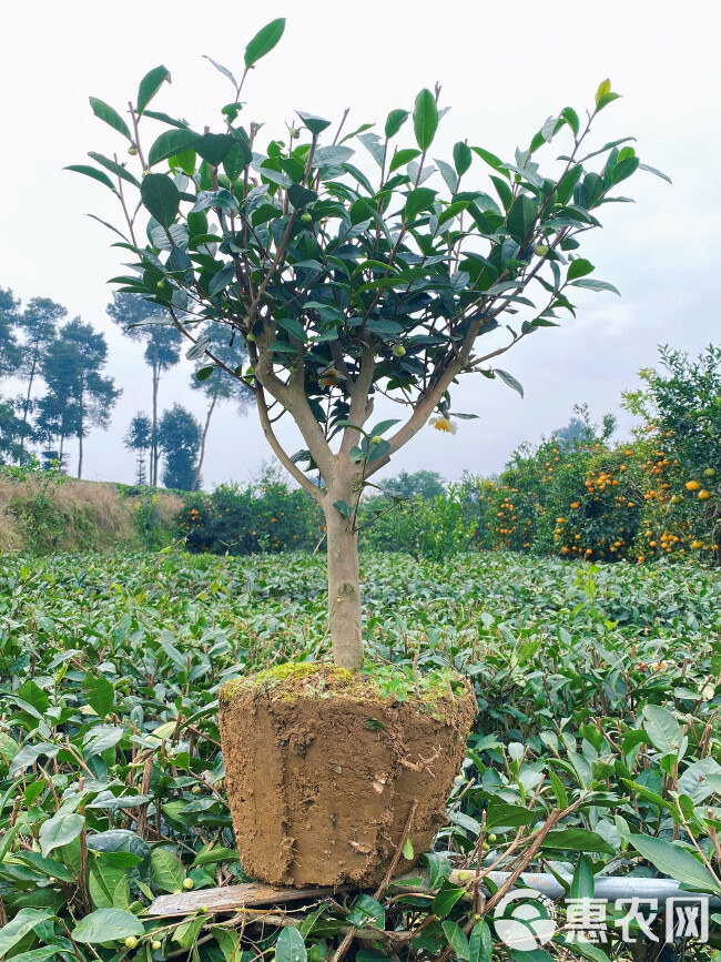 茶叶树苗木大桩头容器苗园林绿化景观庭院盆栽种植工程小苗