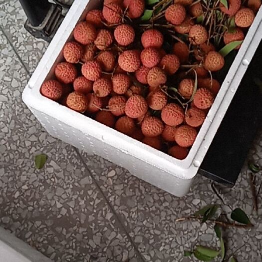 高州市桂味荔枝