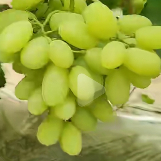 饶阳县维多利亚葡萄，现产地大量成熟，现货