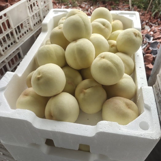 新沂市突围水蜜桃套袋