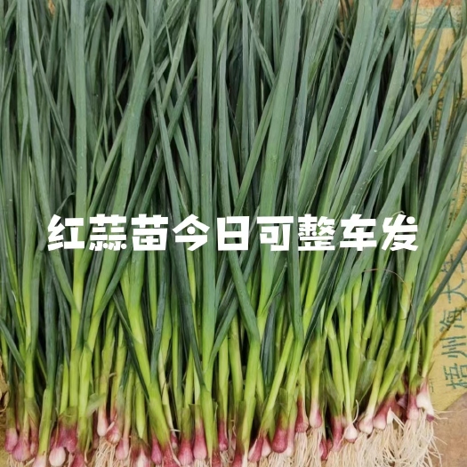 泸西县红蒜苗