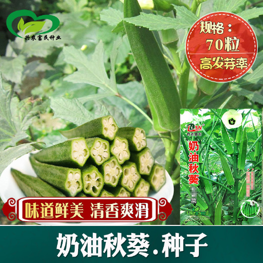 河间市奶油养生黄秋葵种子农田菜园种鲜美清香脆嫩羊角豆秋葵籽蔬菜种子