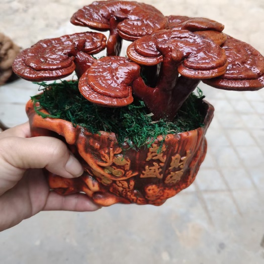 冠县灵芝盆景灵芝盆栽观赏绿植懒人造型灵芝景观树苗木花草药用