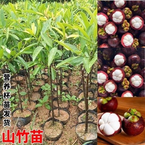 岭南山竹树苗可食用清香南方种植室外花园地带土带叶广西发货