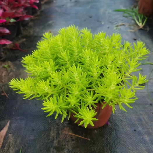 重庆市金叶佛甲草