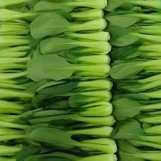 成都小白菜，瓢儿白，菜心