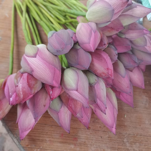 现摘荷花莲蓬