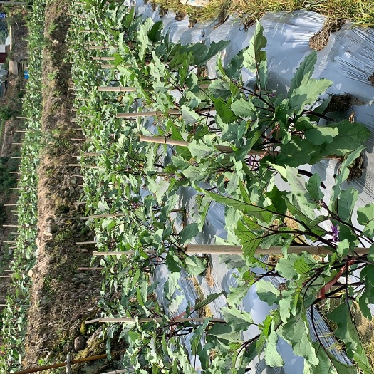 龙泉市龙泉茄：高山蔬菜，原产地直供