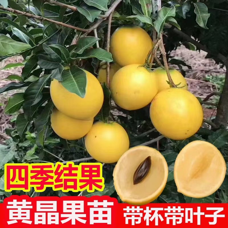 灵山县冬蜜果黄晶果，一年双季结果花苞不断，果肉晶莹剔透，营养丰富，