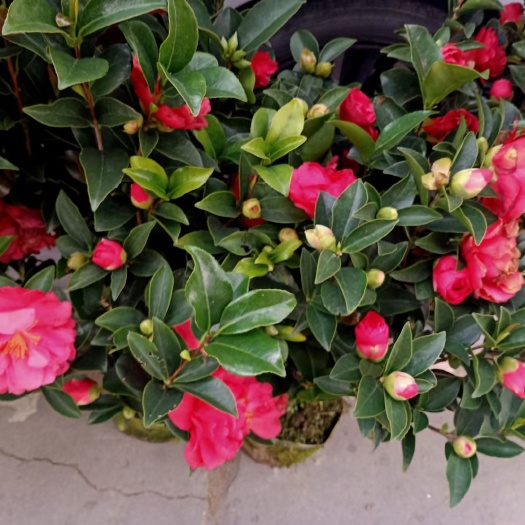 陆川县四季山茶花