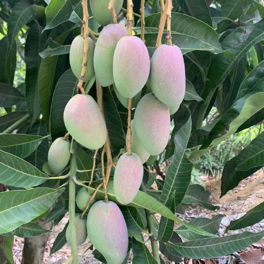 攀枝花四川攀枝花贵妃，椰香芒果