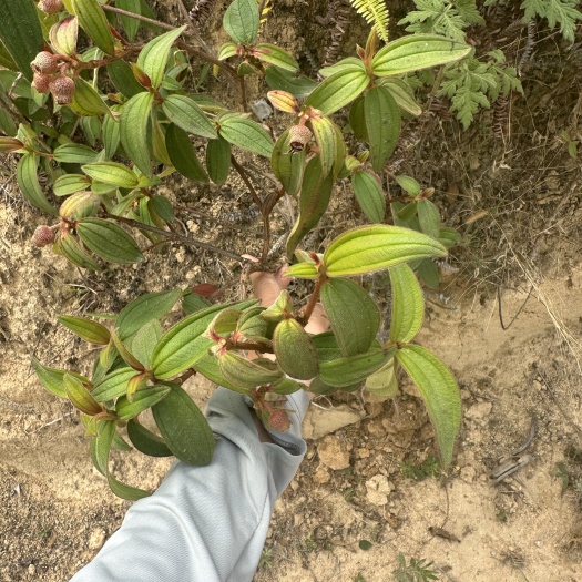 云县羊开口 牡丹 瓶罐果根 云南羊开口