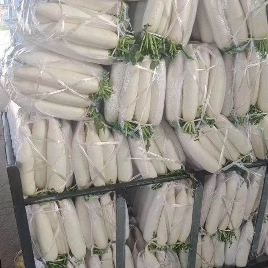 长阳县白萝卜