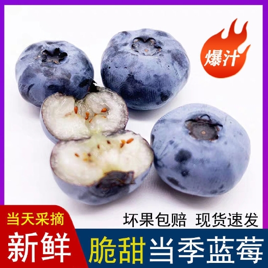 蓝莓中大果