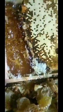 大邑县中药材黄柏五倍子蜂蜜，