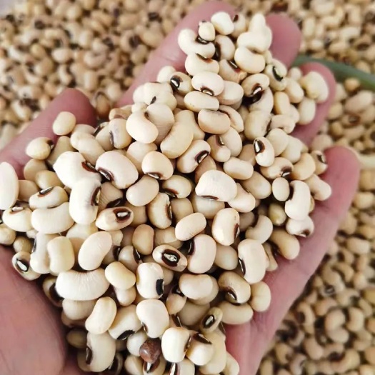 白豇豆白眉豆芸豆饭豆煮粥煲汤五谷杂粮批发