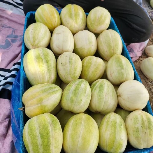 忻州山西省忻州市万亩露天二膜头茬香瓜（甜瓜）现已大量上市
