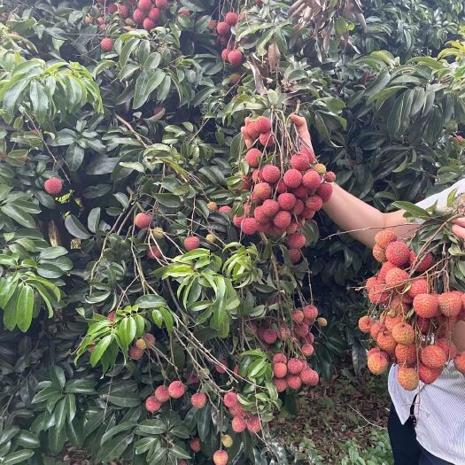 惠州土著镇隆本地人大量批发糯米糍桂味