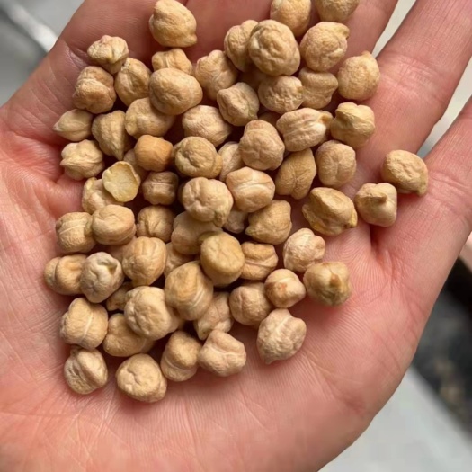 中粒鹰嘴豆鸡心豆可煮粥打豆浆五谷杂粮