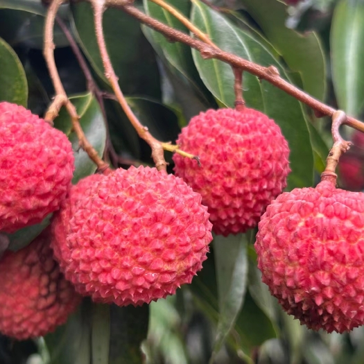 东莞市桂味荔枝