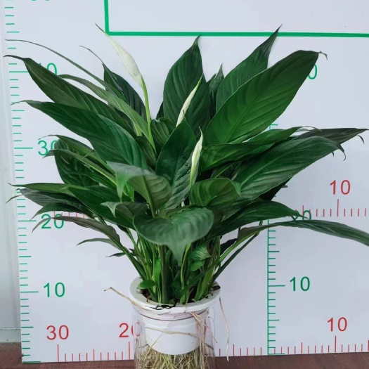 白掌水培美酒白掌精品室内常青绿植物盆栽鲜活植物净化新鲜空气居