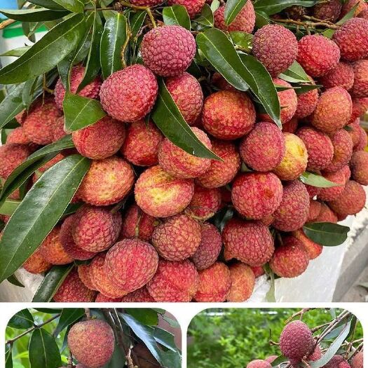钦州黑叶荔枝