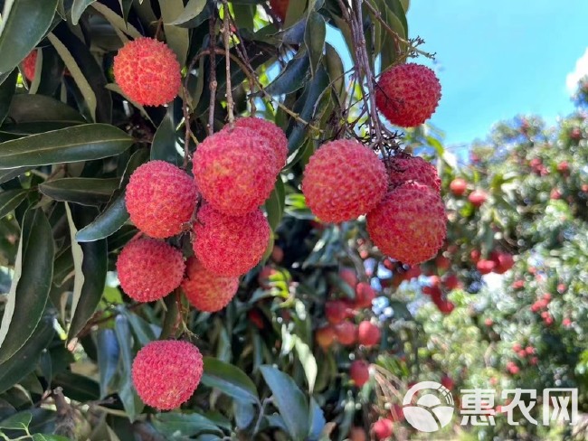 从化桂味荔枝大量上市广佛地区送货200斤起